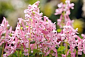 CORYDALIS SOLIDA BETH EVANS