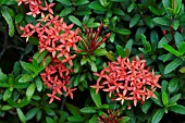 IXORA COCCINEA