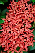 IXORA COCCINEA