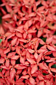 IXORA COCCINEA