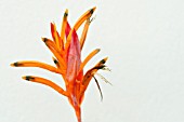 HELICONIA PSITTACORUM