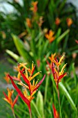 HELICONIA PSITTACORUM