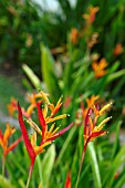 HELICONIA PSITTACORUM