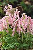 CORYDALIS SOLIDA BETH EVANS