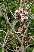 PLUMERIA, PINK FRANGIPANI