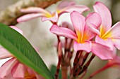 PLUMERIA, PINK FRANGIPANI