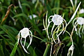 HYMENENOCALLIS SPECIOSA