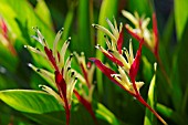 HELICONIA PSITTACORUM