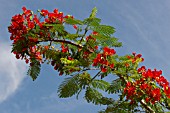 DELONIX REGIA