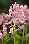 CORYDALIS SOLIDA BETH EVANS