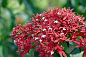 IXORA COCCINEA