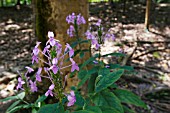 WILD PURPLE ACANTHACEAE GROWING IN  MALAYSIA, BORNEO