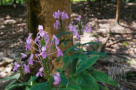 WILD_PURPLE_ACANTHACEAE_GROWING_IN__MALAYSIA_BORNEO