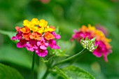 LANTANA FLOWERS