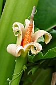 ALOCASIA FLOWER GROWING IN MALAYSIA, BORNEO