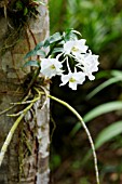 DENDROBIUM DEAREI ORCHID GROWING ON A TREE TRUNK