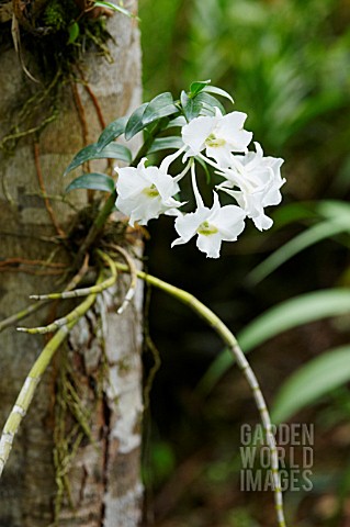 DENDROBIUM_DEAREI_ORCHID_GROWING_ON_A_TREE_TRUNK