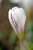 CROCUS VERSICOLOUR PICTURATUS