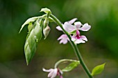 PINK CALANTHE VESTITA ORCHID