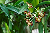 ENCYCLIA ORCHID FLOWERS