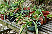 ORCHIDS GROWING IN TUBS