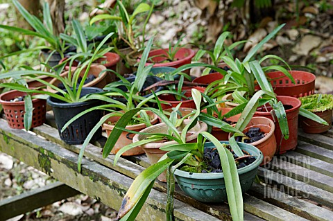 ORCHIDS_GROWING_IN_TUBS