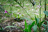 SPATHOGLOTTIS PLICATA ORCHIDS