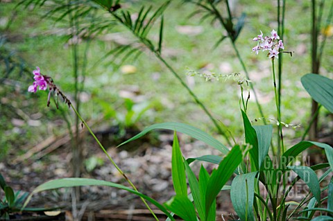 SPATHOGLOTTIS_PLICATA_ORCHIDS