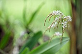 PALE PINK DENDROCHILUM ORCHID