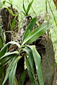 PALE PINK DENDROCHILUM ORCHID