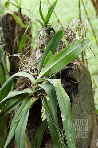 PALE_PINK_DENDROCHILUM_ORCHID