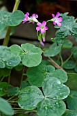 PINK OXALIS, WOOD SORREL