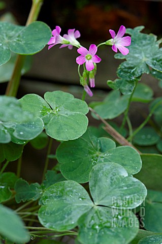 PINK_OXALIS_WOOD_SORREL