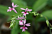 PINK CALANTHE VESTITA ORCHID