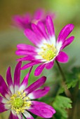 ANEMONE BLANDA RADAR; WINDFLOWER