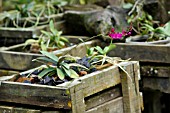 SMALL PINK PHALAENOPSIS ORCHID GROWING IN A GARDEN SETTING