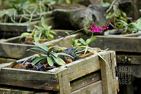 SMALL_PINK_PHALAENOPSIS_ORCHID_GROWING_IN_A_GARDEN_SETTING
