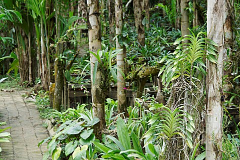 ORCHIDS_GROWING_IN_A_GARDEN_SETTING