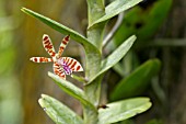 TRICHOGLOTTIS SMITHII ORCHID