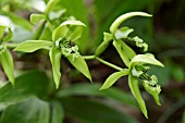 GREEN COELOGYNE ORCHID FLOWERS