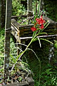 RED VANDA ORCHID GROWING IN WOODEN CRATE