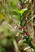 TRICHOGLOTTIS ORCHID