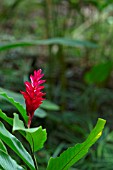 ALPINIA PURPURATA