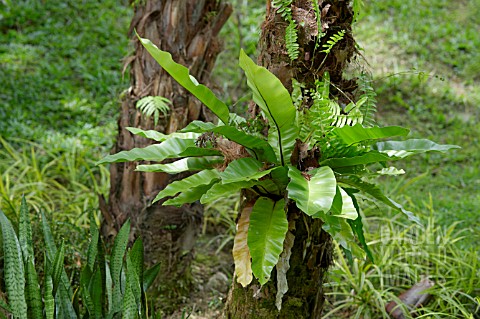 ASPLENIUM_NIDUS