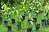 SAPLINGS GROWING IN POTS READY FOR TRANSPLANTING FOR A CARBON OFFSETTING PROGRAM