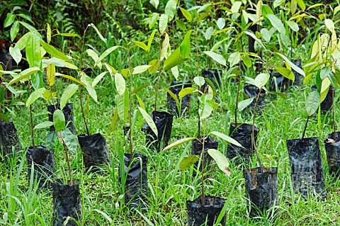 SAPLINGS_GROWING_IN_POTS_READY_FOR_TRANSPLANTING_FOR_A_CARBON_OFFSETTING_PROGRAM