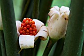 ALOCASIA FLOWER SEEDS