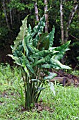 ALOCASIA PLANT GROWING IN THE WILD