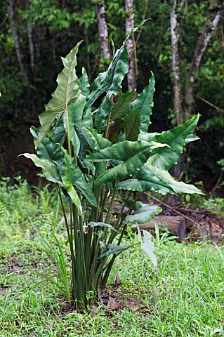 ALOCASIA_PLANT_GROWING_IN_THE_WILD