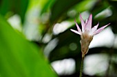 CALATHEA LOESENERI